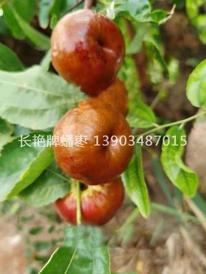 “长艳”牌蟠枣一代