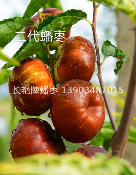 长艳”牌蟠枣二代- 临猗县长艳果品种植专业合作社